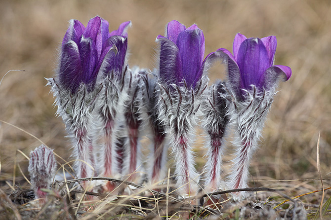 Хээнцэр ганган яргуй цэцэг